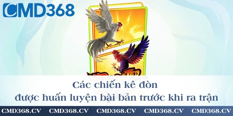 Các chiến kê đòn được huấn luyện bài bản trước khi ra trận