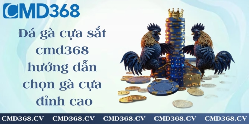 Đá gà cựa sắt cmd368 - hướng dẫn chọn gà cựa đỉnh cao