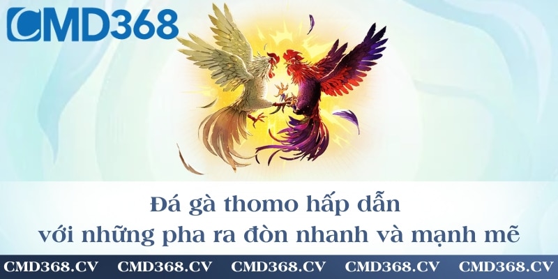 Đá gà thomo hấp dẫn với những pha ra đòn nhanh và mạnh mẽ