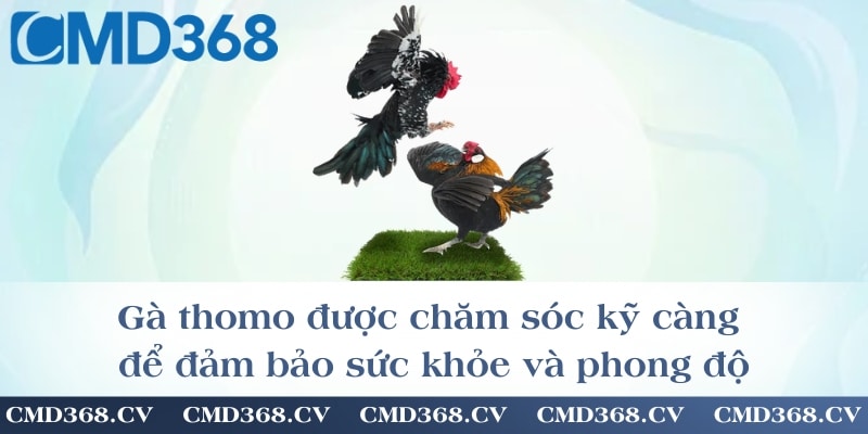 Gà thomo được chăm sóc kỹ càng để đảm bảo sức khỏe và phong độ
