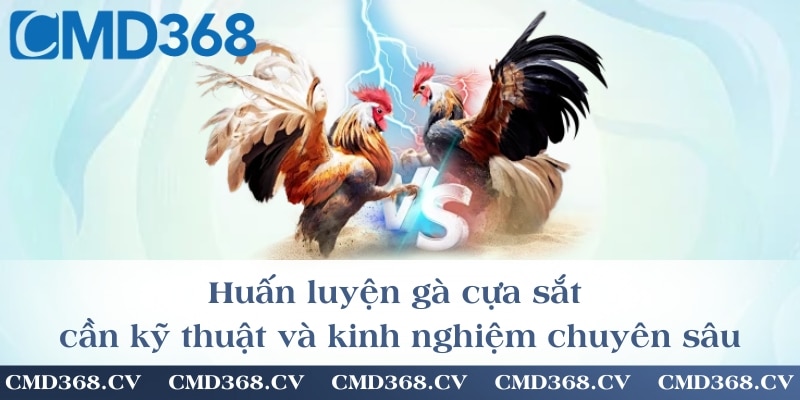 Huấn luyện gà cựa sắt cần kỹ thuật và kinh nghiệm chuyên sâu