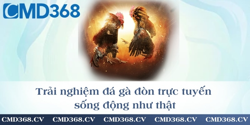 Trải nghiệm đá gà đòn trực tuyến sống động như thật