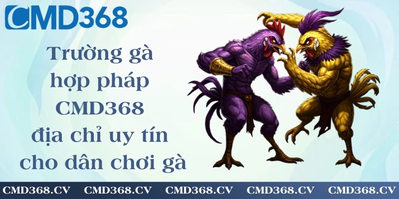 Trường gà hợp pháp CMD368 - địa chỉ uy tín cho dân chơi gà