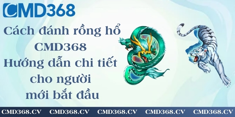 Cách đánh rồng hổ CMD368 - Hướng dẫn chi tiết cho người mới bắt đầu
